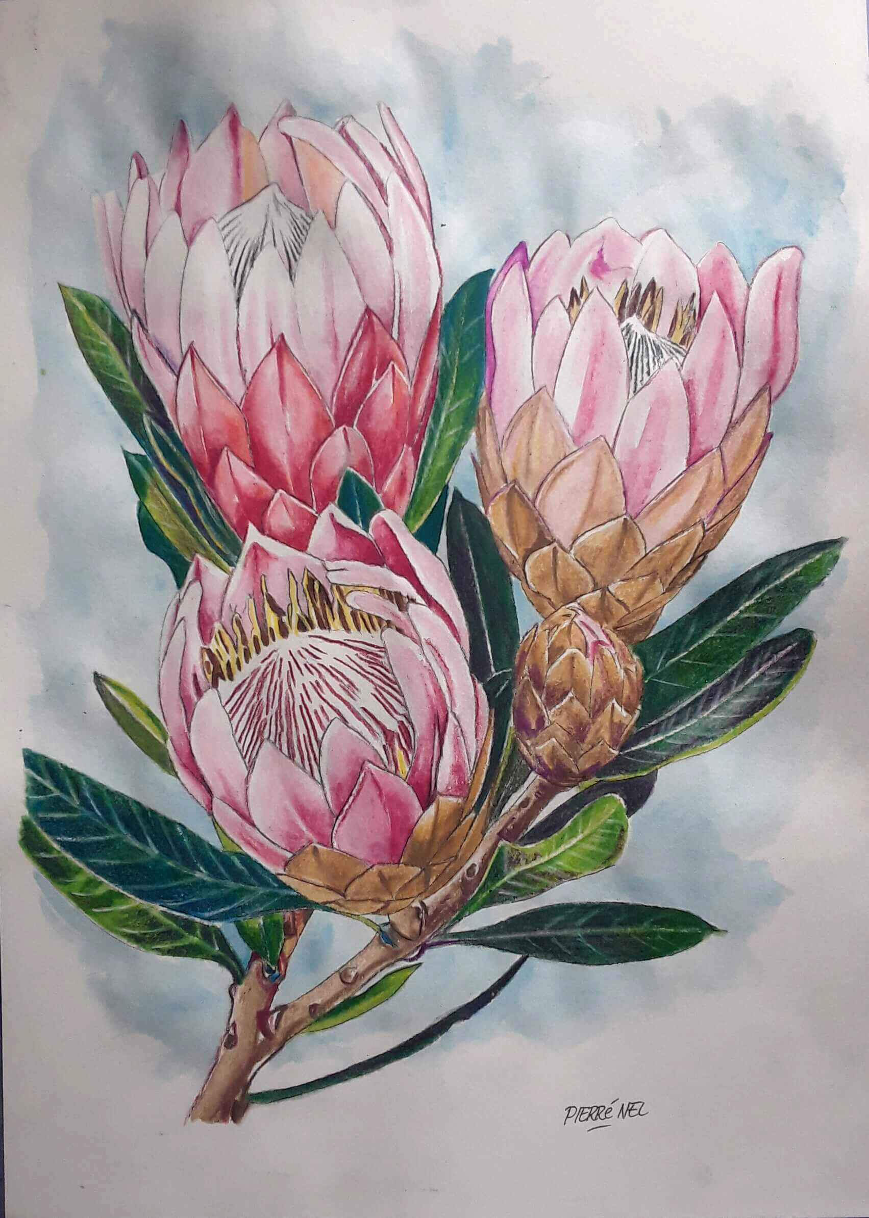 Watercolour botanicals by Pierre Nel