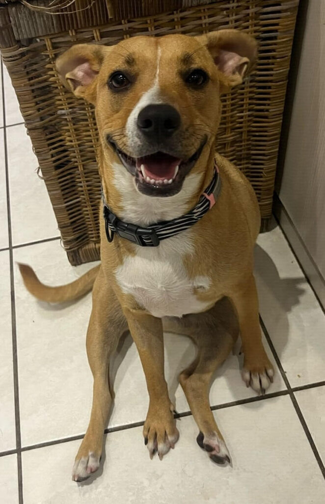 Reference for A pet portrait for Zoë