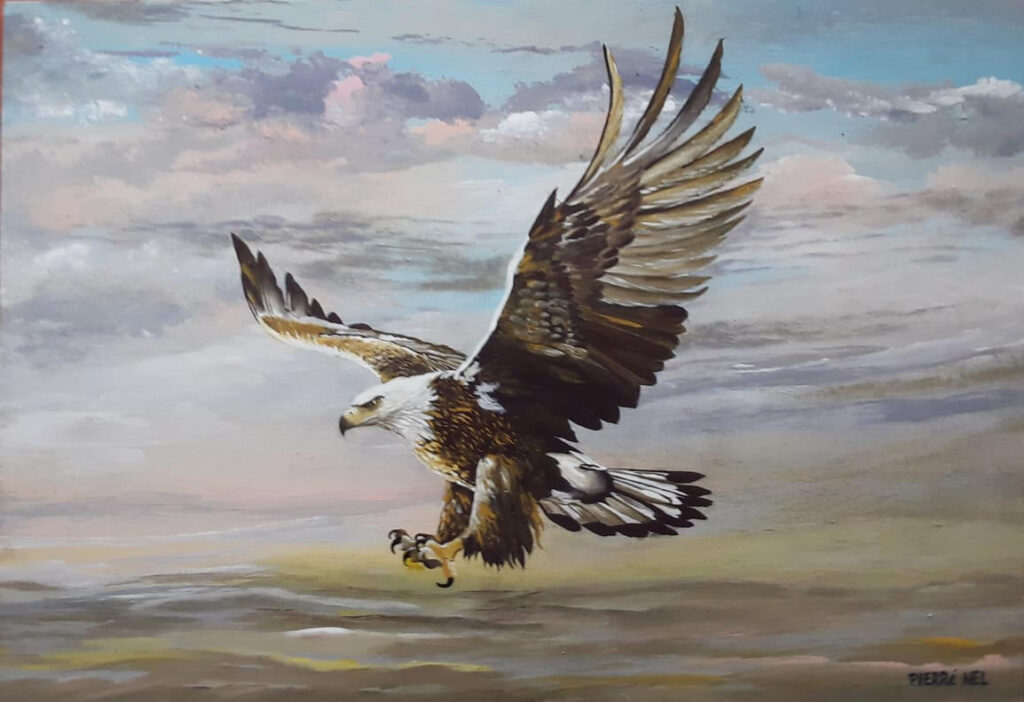 Eagle in flight by Pierre Nel