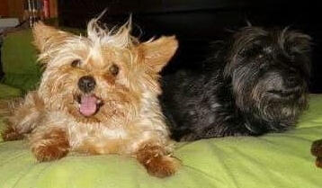 Reference for Micaela’s dogs