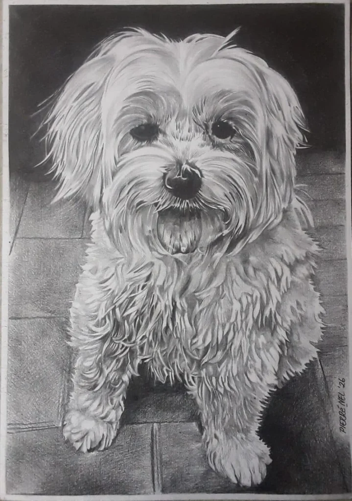 Sugar, a commissioned pencil portrait